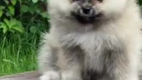 Puppy on a Bench