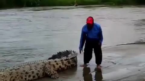 What NOT to do when you see a wild crocodile! Video by Kiriman Sahabat, via
