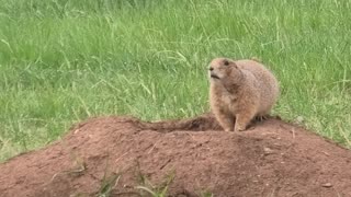 Prairie Dogs