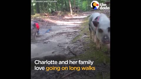 Pig Travels The Country To Change The Way People Think About Animals | The Dodo