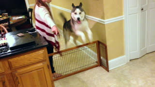 Energetic Husky can jump for days!