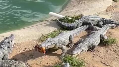 Cruel Farmer Feeds Live Chicken To Crocodiles 🐟 #shorts