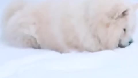 Cute amazing baby dog video