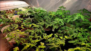 Time Lapse of Tomato Plants Dancing