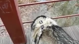 A curious husky is watching a mouse