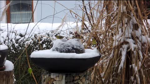 Busy day for birdies at fountain and feeders in the snow
