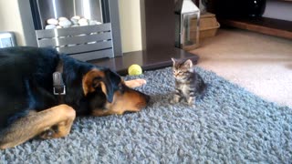 Dad Was Reluctant To Introduce New Kitten To Their Big Dog, But He Wasn’t Prepared For This Reaction