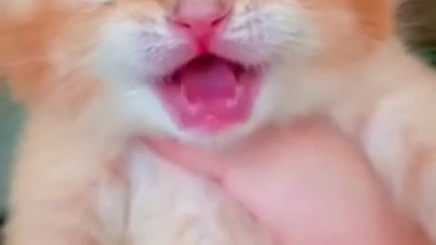 Baby cat crying 😭