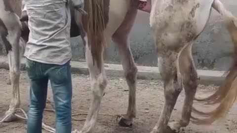 Horse mating 2