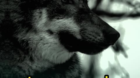 Wolf life