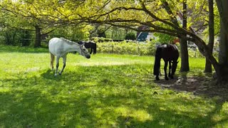 Watch these beautiful horses graze in the sunshine
