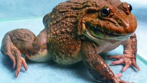 Live feeding!!! Asian bullfrog one bite of lizard one bite of crab