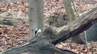 Hairy woodpecker searching