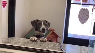 Happy Dog Is Excited For Adoption