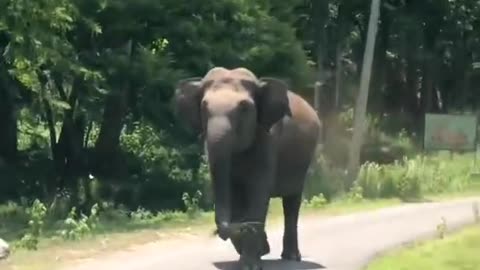 Elephant attack 😧