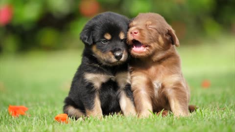 puppies dogs friendship joy playful together i like dogs