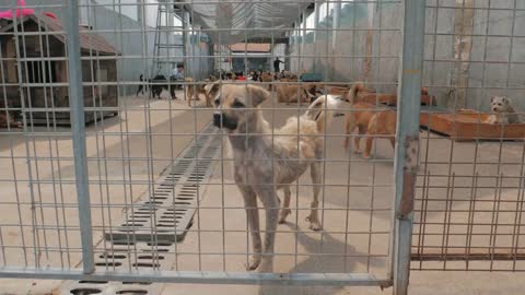 Sad dogs in shelter behind fence waiting to be rescued and adopted to new home