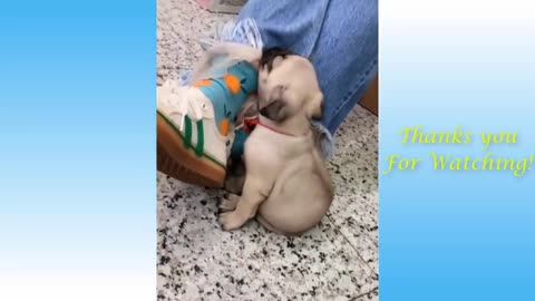 🐕 Funny Animals And Cute Pets 🐈