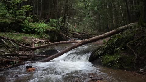 Fallen Log Waterfall Nature Ambience - 1hr Scenic Video