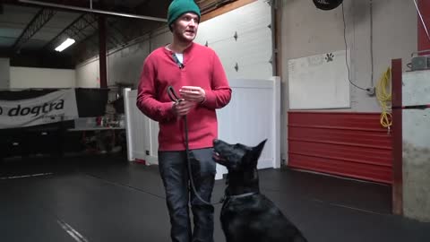 Dog Barks At Other Dogs Only On Leash? Dog Training Tips And Tricks, How To Guide 🐕