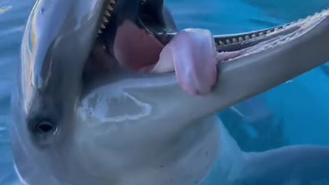 Dolphins have tongues! 👅 👅 👅