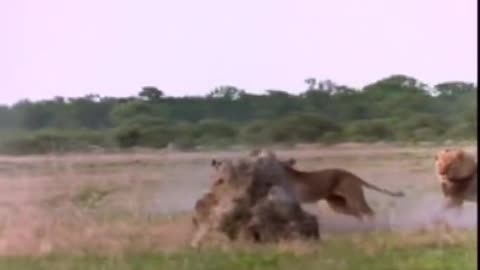 Lions killing hyenas compilation HD ( original sound )