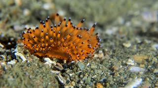 Stunning Sea Creature Found While on Dive in Indonesia