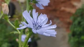 Flowers and insects. memories from summer holidays ​