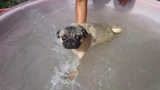 Learning to Doggie Paddle