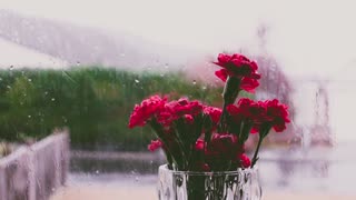 Rainy Day Carnations