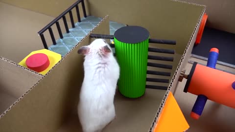 Hamster Escapes the Creative