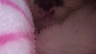 Baby Kitten Falls Asleep To Singing Lullaby!