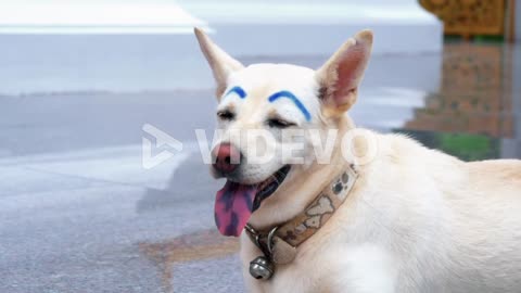 funny dog video #funnyvideo #doglover #funnydog