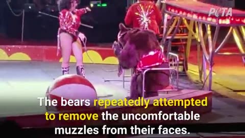 Urge Shriners International to Oppose Cruel Animal Circuses