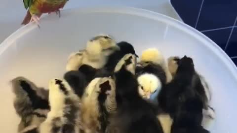 Playful Bird Loves Newly Hatched Chicks