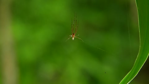 Nature Fauna Insects Spider Web