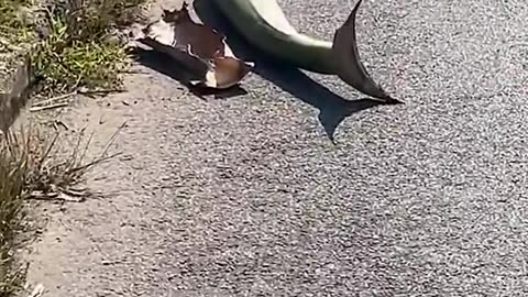 Dangerous shark 😂🤣