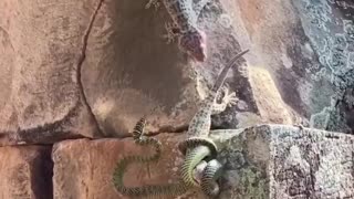 GECKO 🦎 PROTECTING IT’S FRIEND