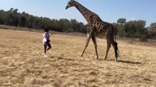 Giraffe Greeting Goes Awry