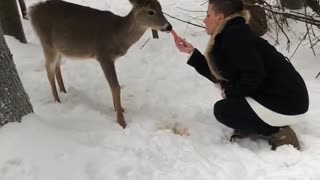 Deer Tries to Pet Person Back