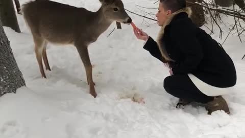 Deer Tries to Pet Person Back