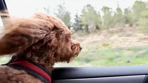 Smart Dog - Cute Dog Funny Videos #2