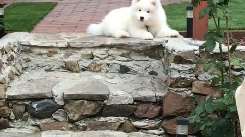 Cute puppy intrigued by duck quacks