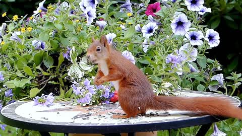 Along with soothing soundtrack, this lovely bird and flower video