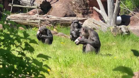 Chimpanzees in a Zoo