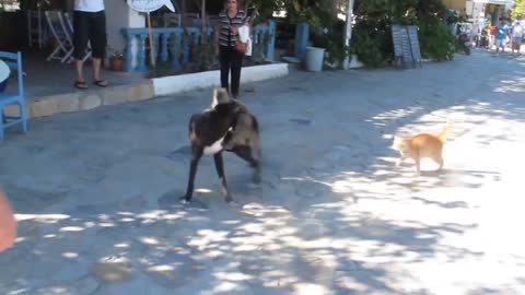 Dog and cat fight 😂 brave cats, cat vs dog