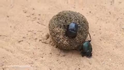 Dung beetle carries dung balls