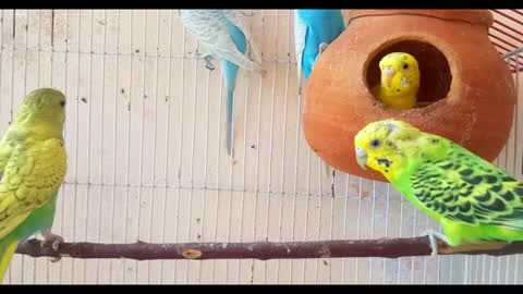 Parrot video