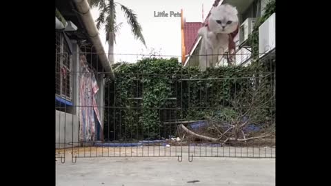 WATCH THIS! Adorable Funny Cat