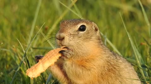 the gopher eats bread carelessly